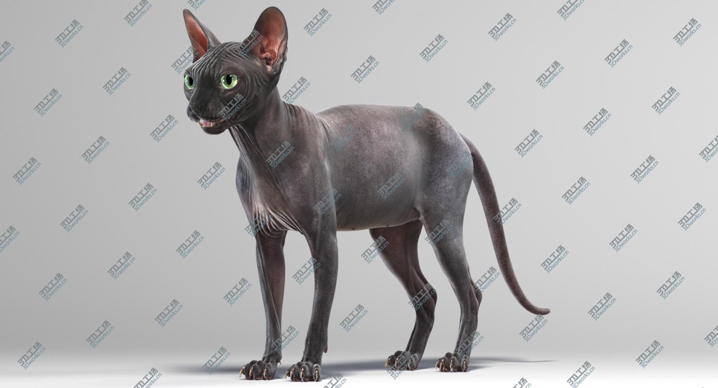 images/goods_img/20210313/Sphynx Cats Collection 3D model/5.jpg